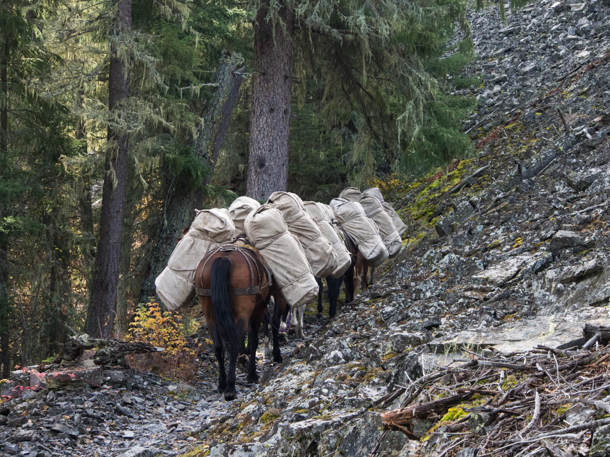 Horse Pack Train