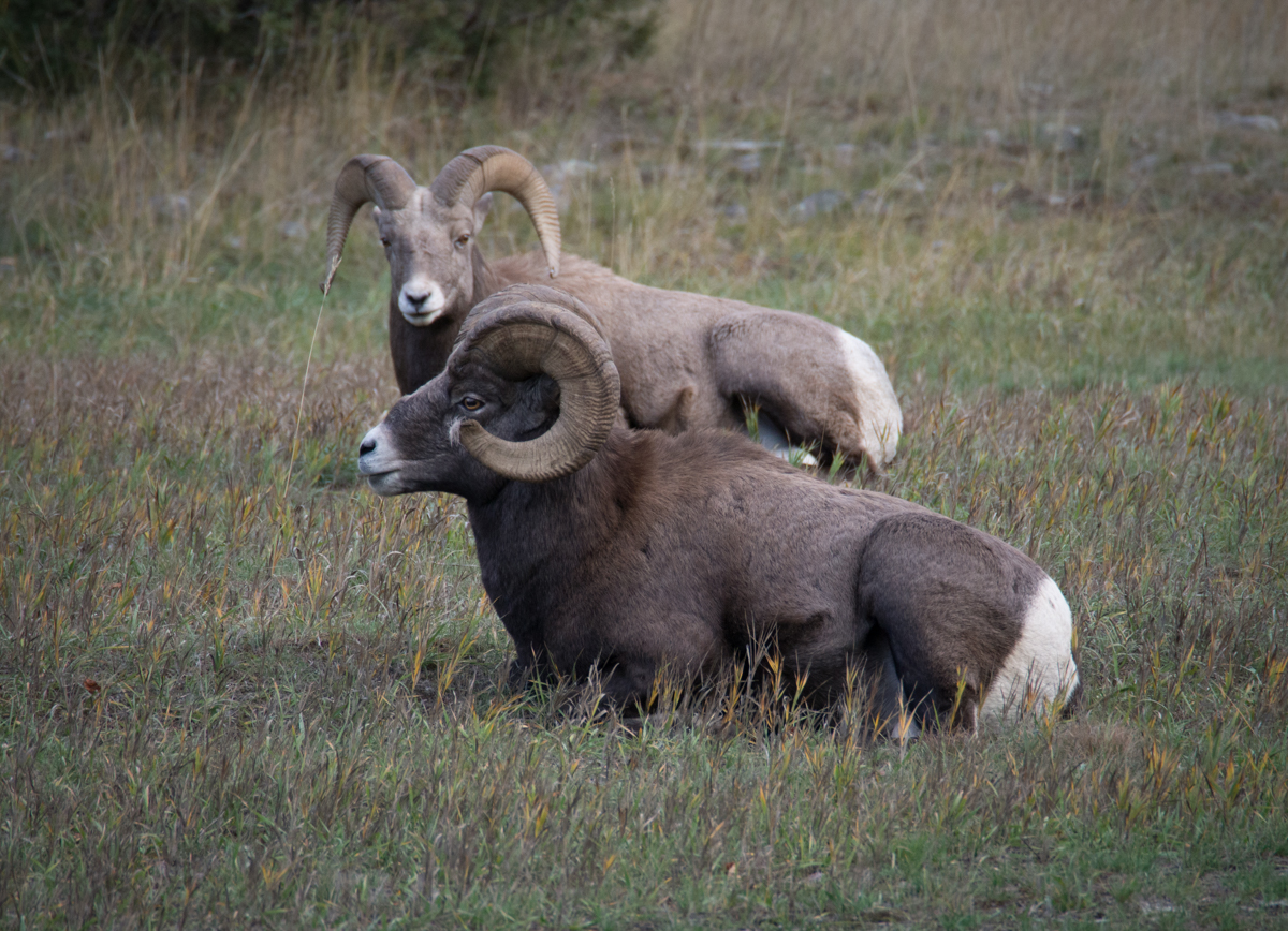 Bighorn Sheep