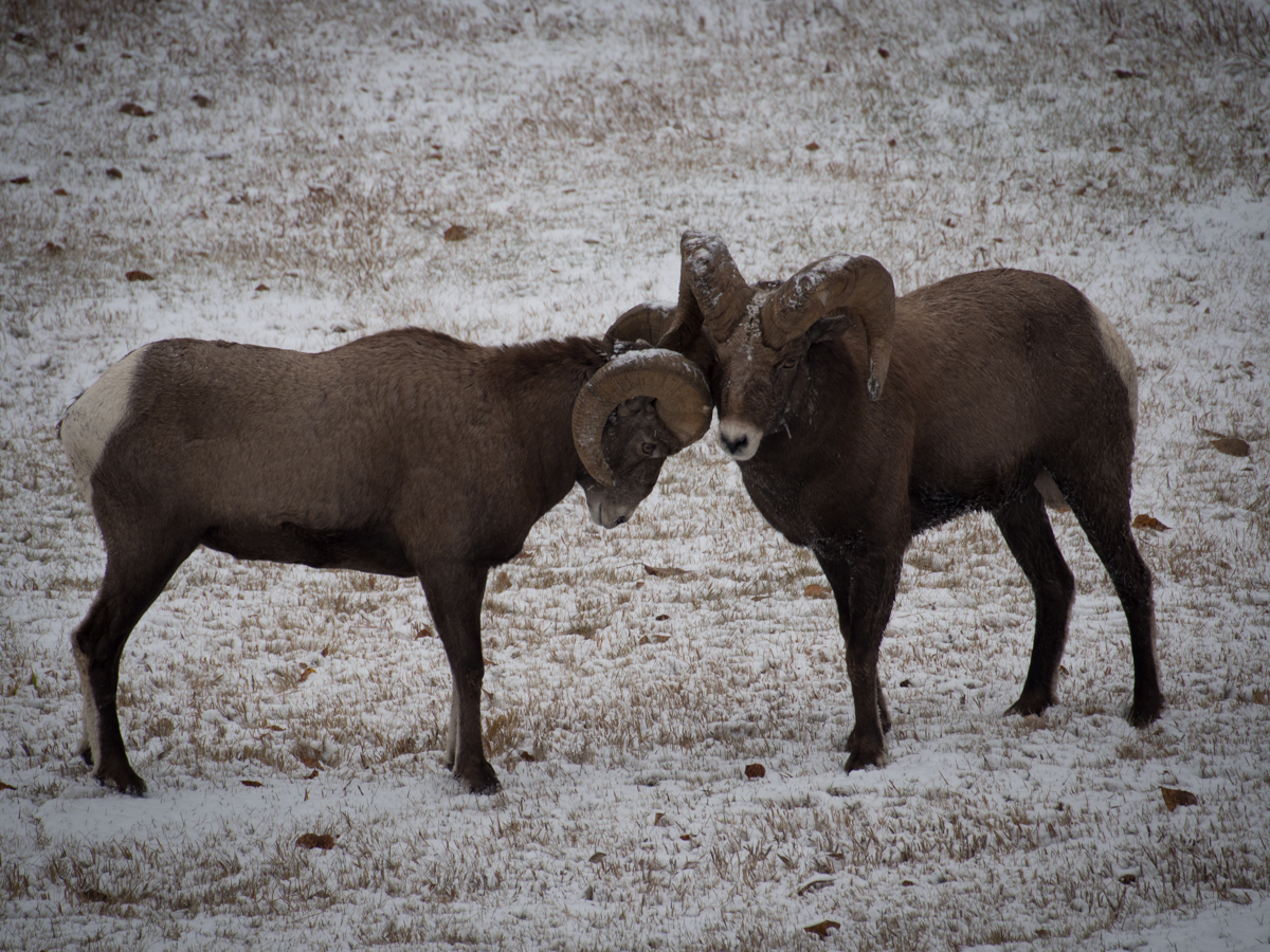 Bighorn Sheep Rams